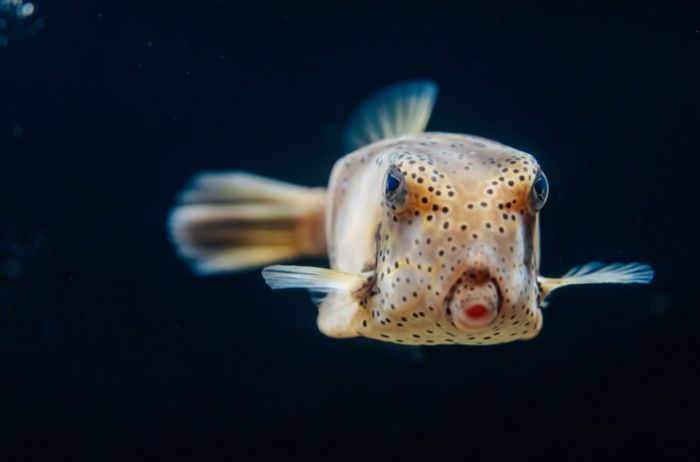屏東海生館萬聖節活動【萌鬼大鬧海生館】 怪奇生物惹人愛，醜萌系生物限期登場秒圈粉，萬聖節變裝入館好禮等你拿